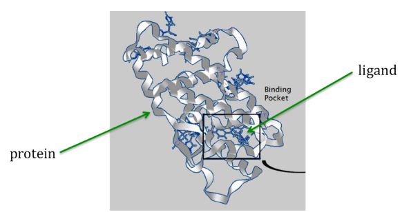 ../_images/proteinligand.jpg